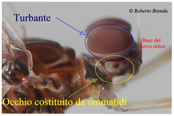 Baetis rhodani - Subimago